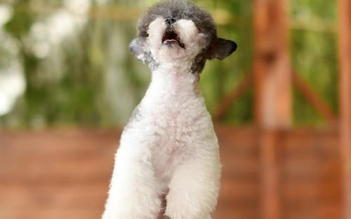 ³¯ÏÊÐû²¼³É¹¦ÊÔÉäÐÂÐ͹ÌÌåȼÁÏÖ޼ʵ¯µÀµ¼µ¯