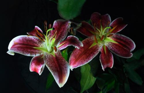 Á½½Ú½«ÖÁ£¬¹«ÖÚÄÜ·ñ°²È«³öÓΣ¿ÎÄÂò¿·¢ÖØÒªÌáÐÑ