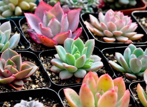 È«Á÷³Ì±Õ»·¹ÜÀí£¬ÉϺ£Ò½ÁÆ»ú¹¹³ÉÁ¢Ð¹ڿÆ