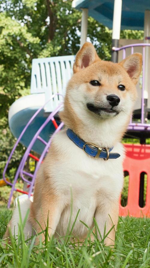 »¥ÁªÍøÆ½Ì¨¿ªÕ¹´æ¿îÒµÎñÊô¡°ÎÞÕÕ¼ÝÊ»¡± ؽ´ý¹æ·¶